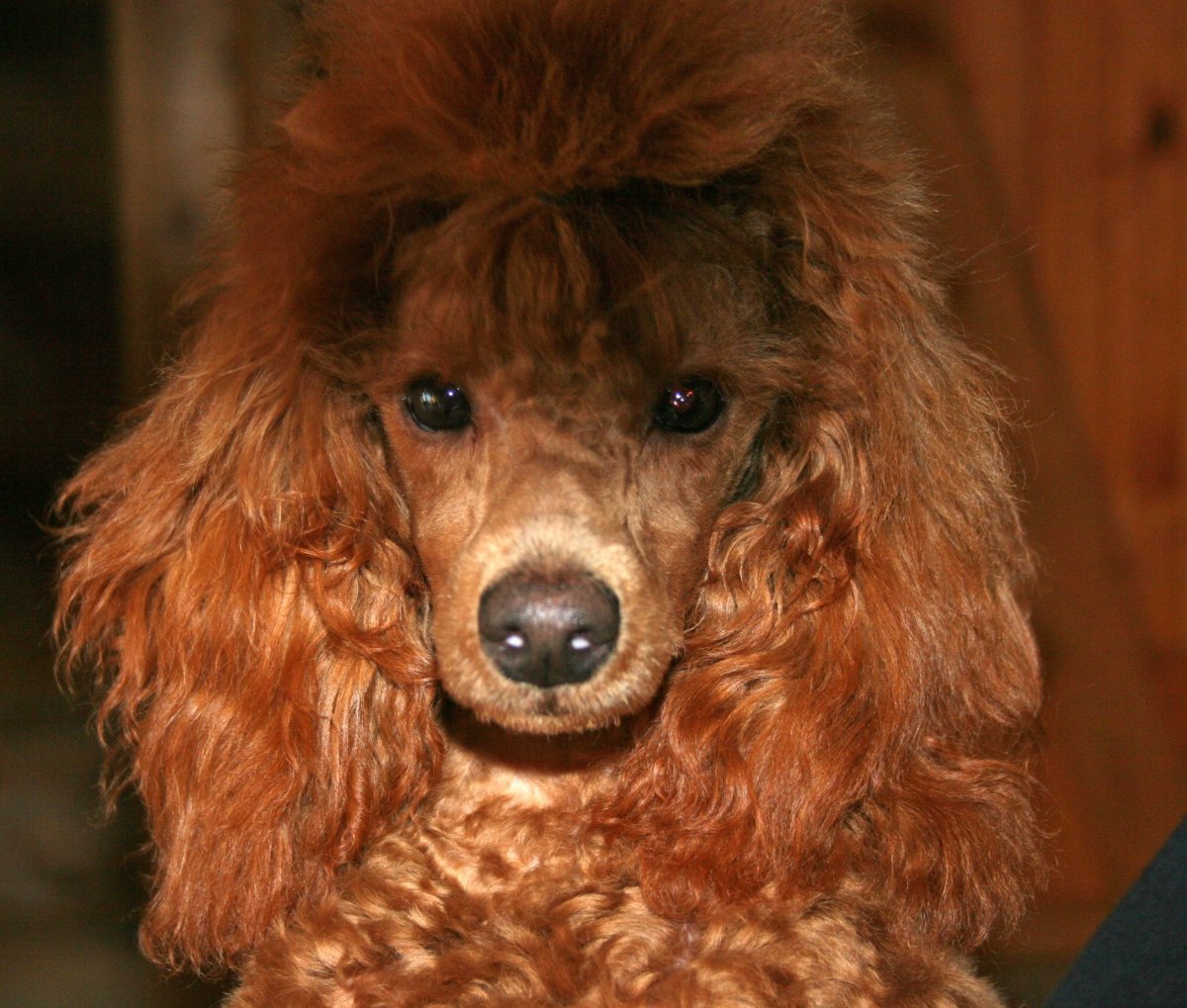 Пудель окрас ред Браун