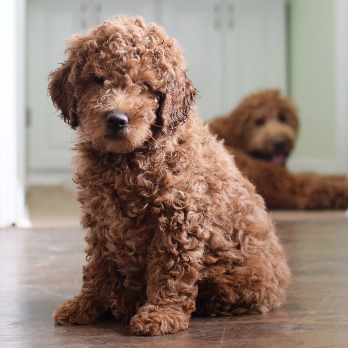 Лабрадудель карликовый