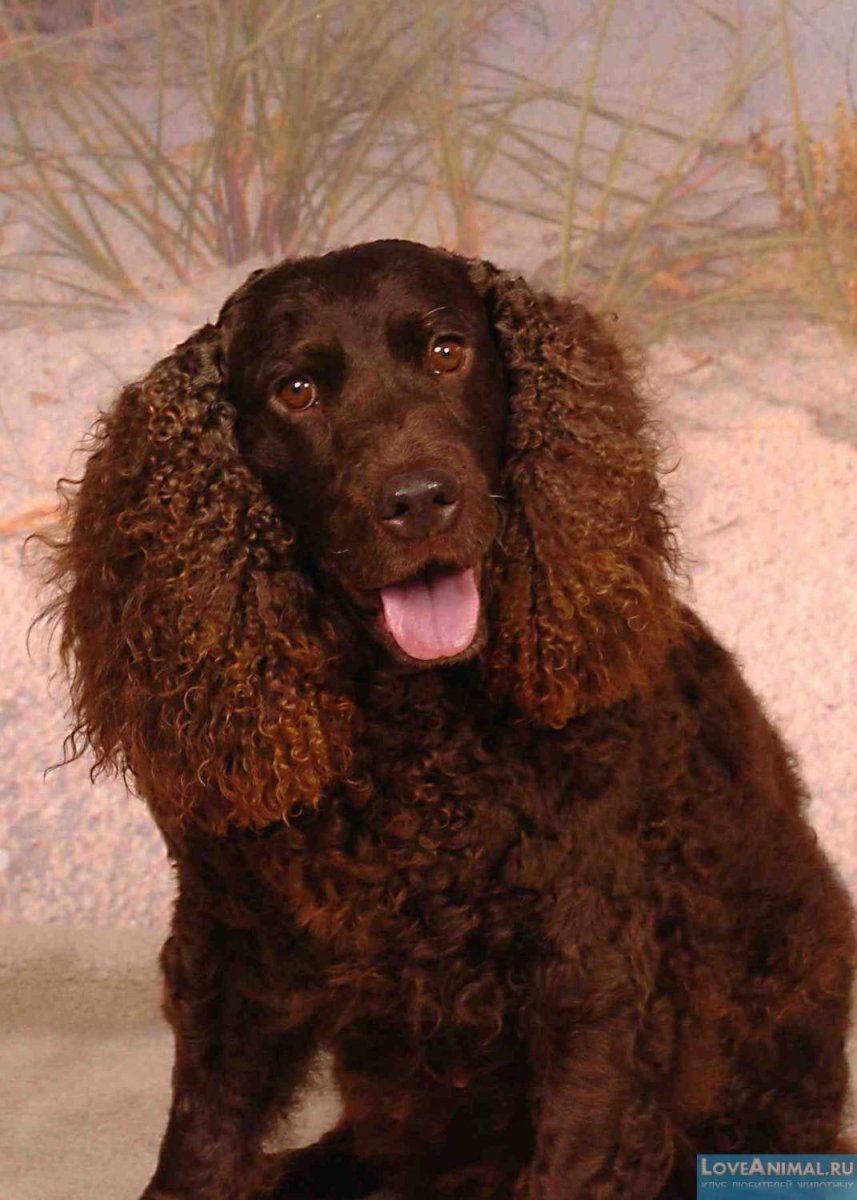 Водный кокер спаниель