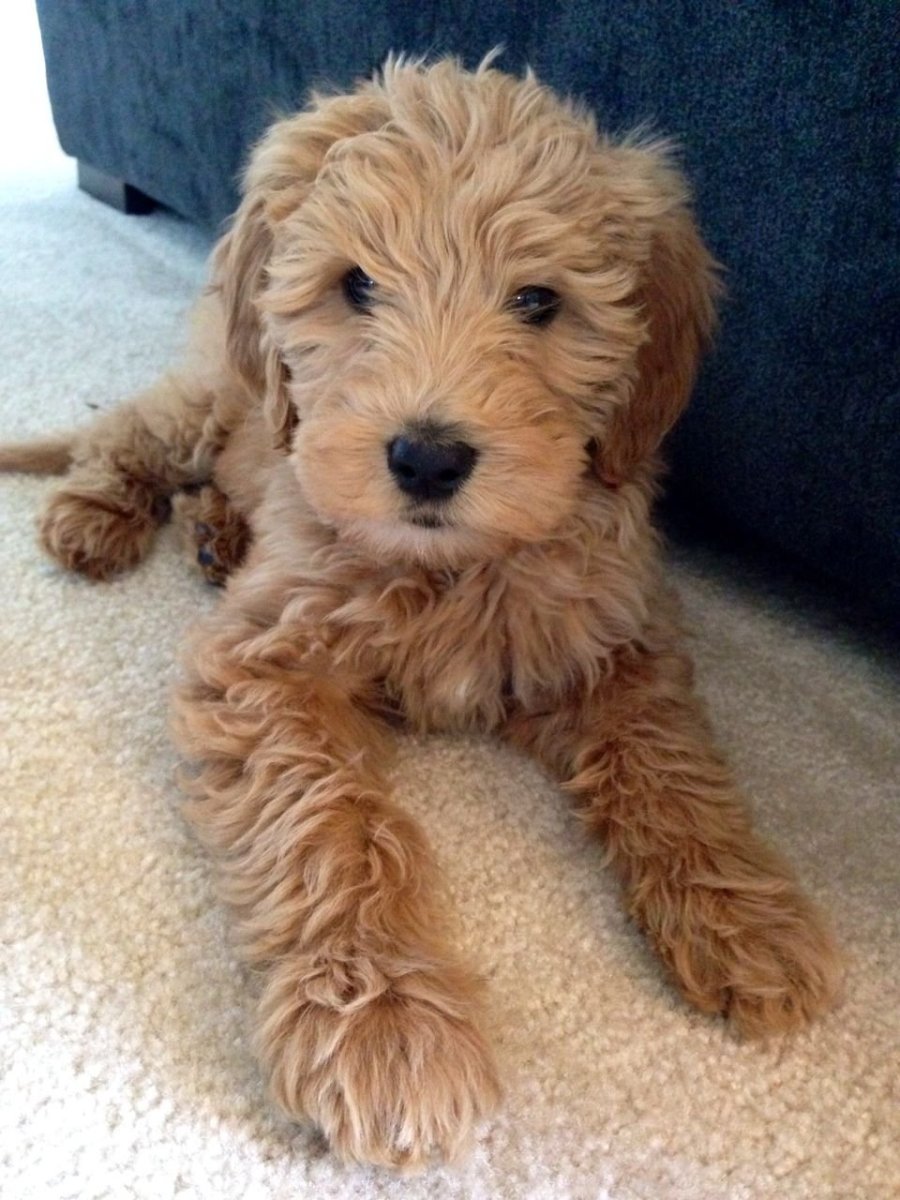 Лабрадудль и мальтипу