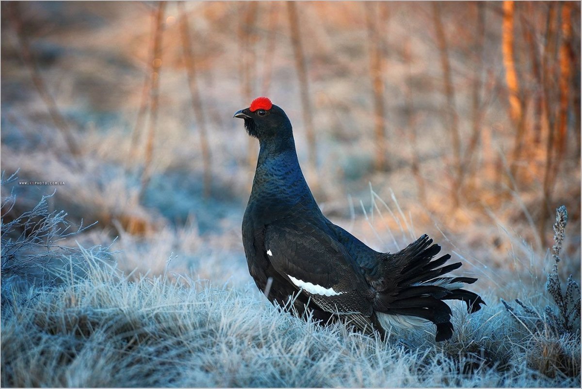 Тетерев Косач птица