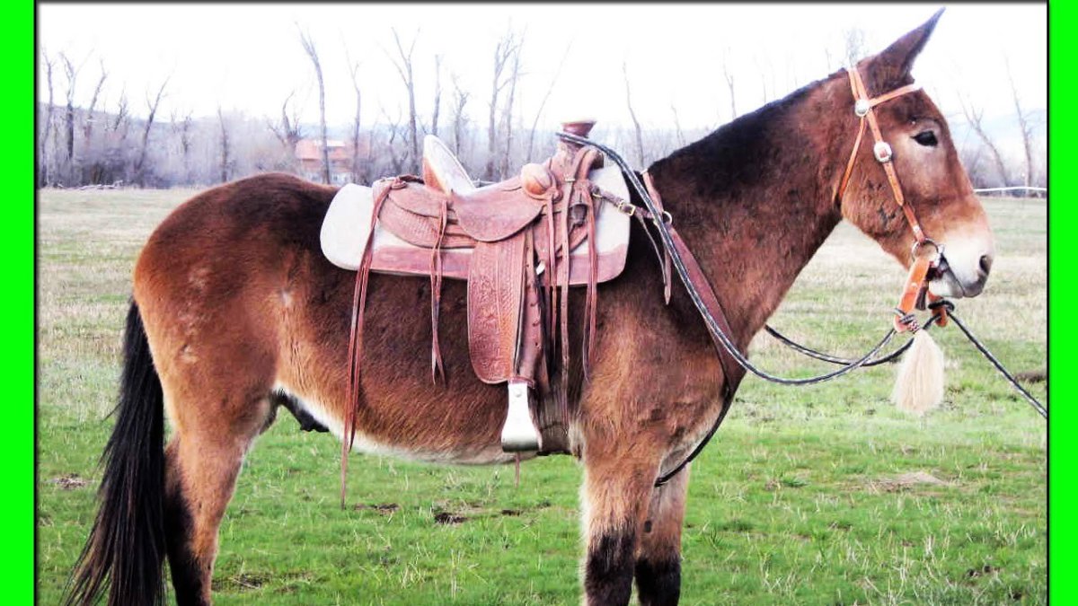 Мул и Лошак