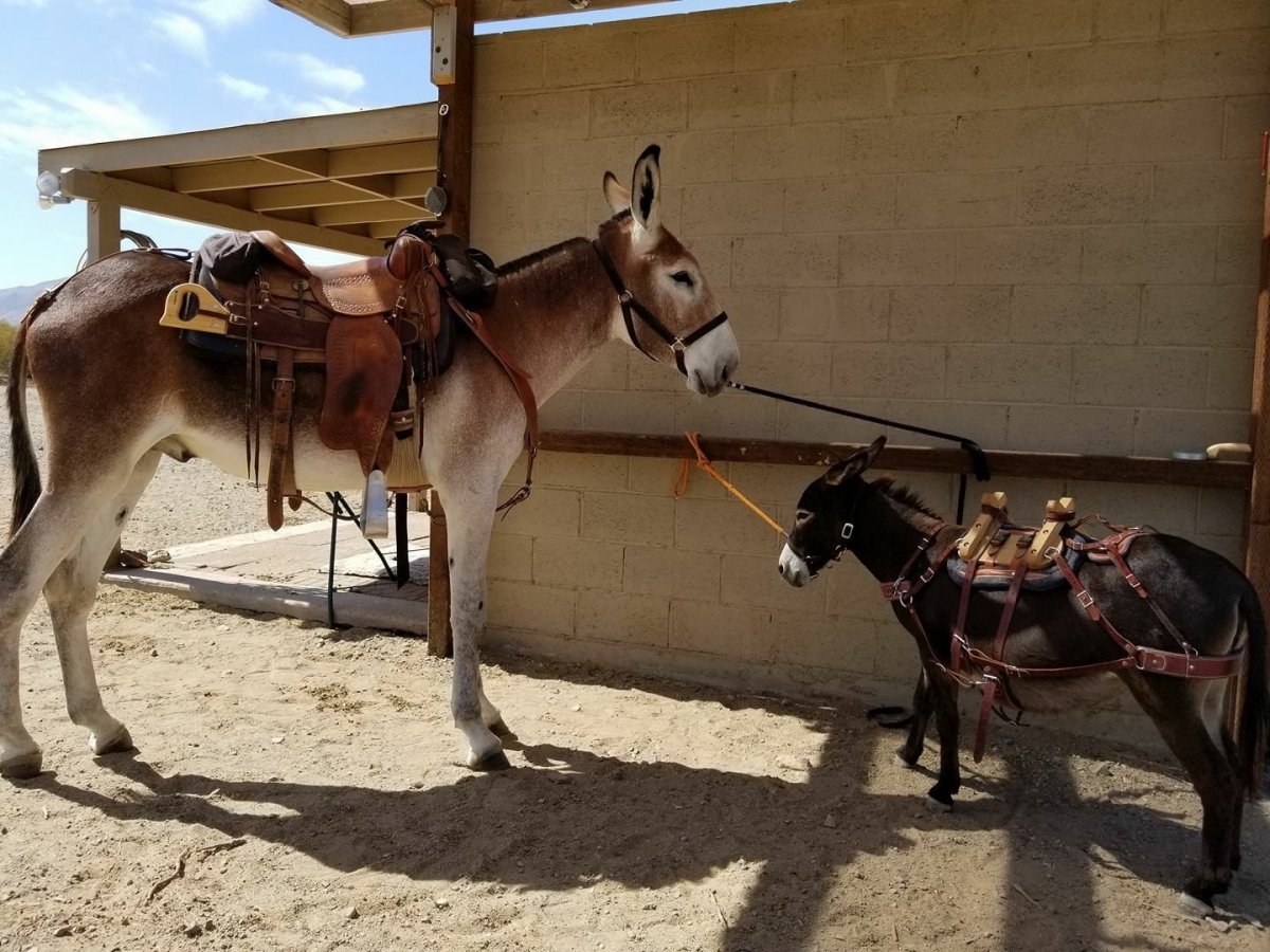 Смесь ишака и лошади