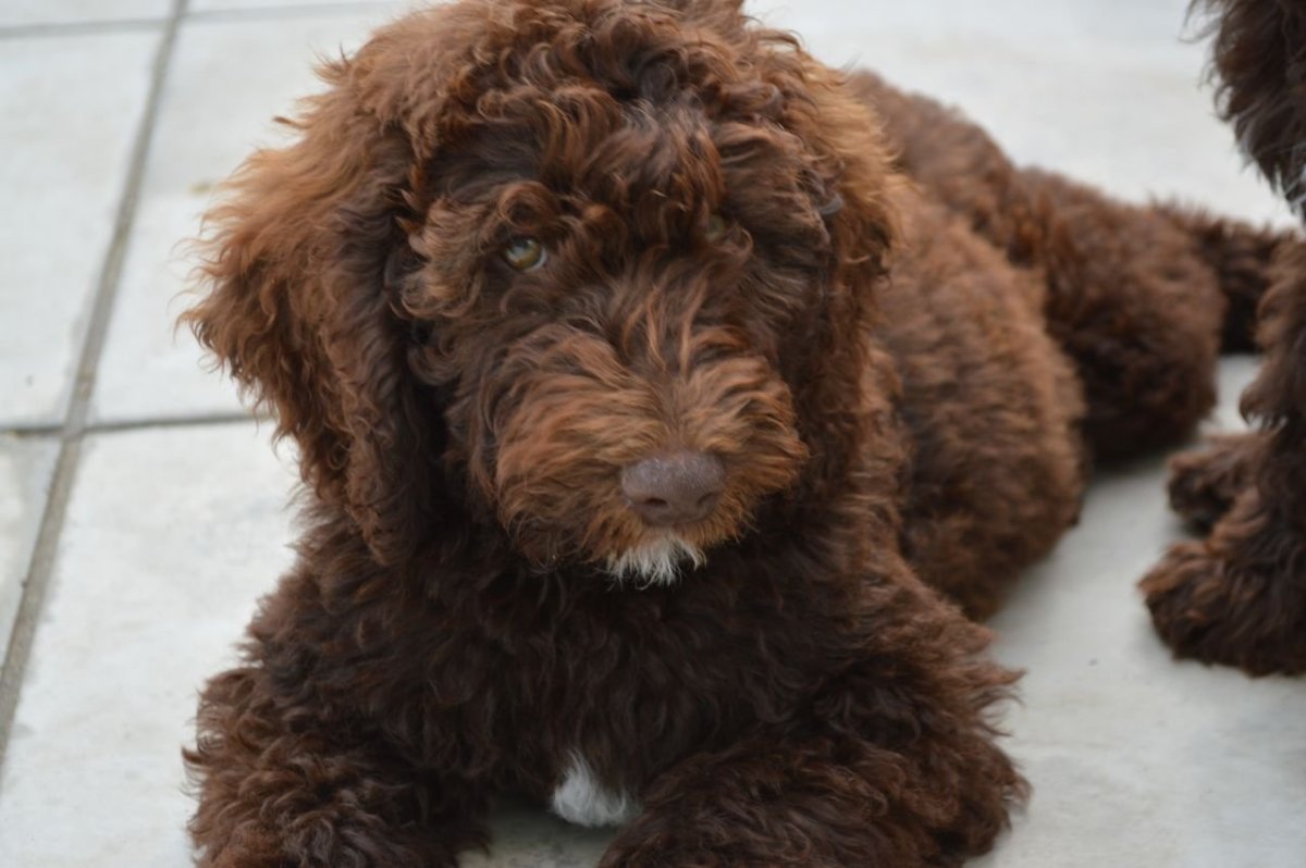 Кокапу шоколадный