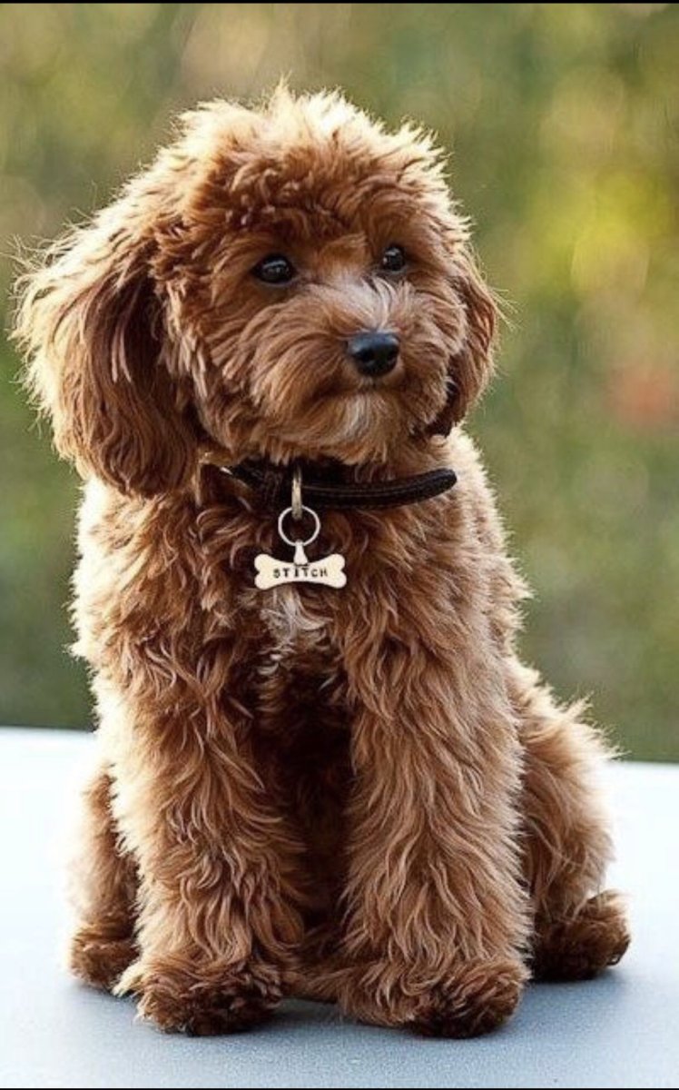 Мальтипу рыжий