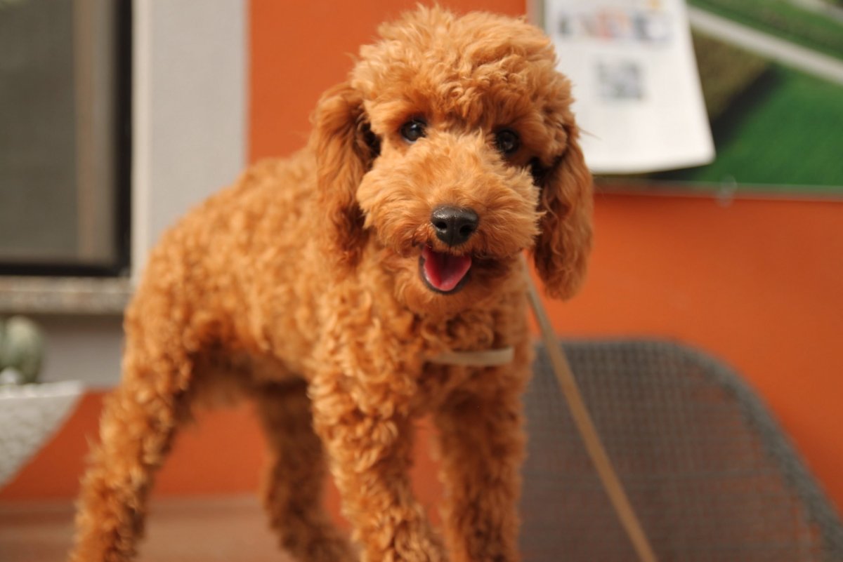 Французский пудель карликовый