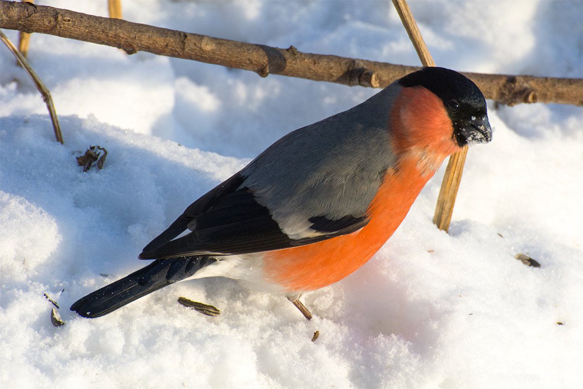 Уральский Снегирь