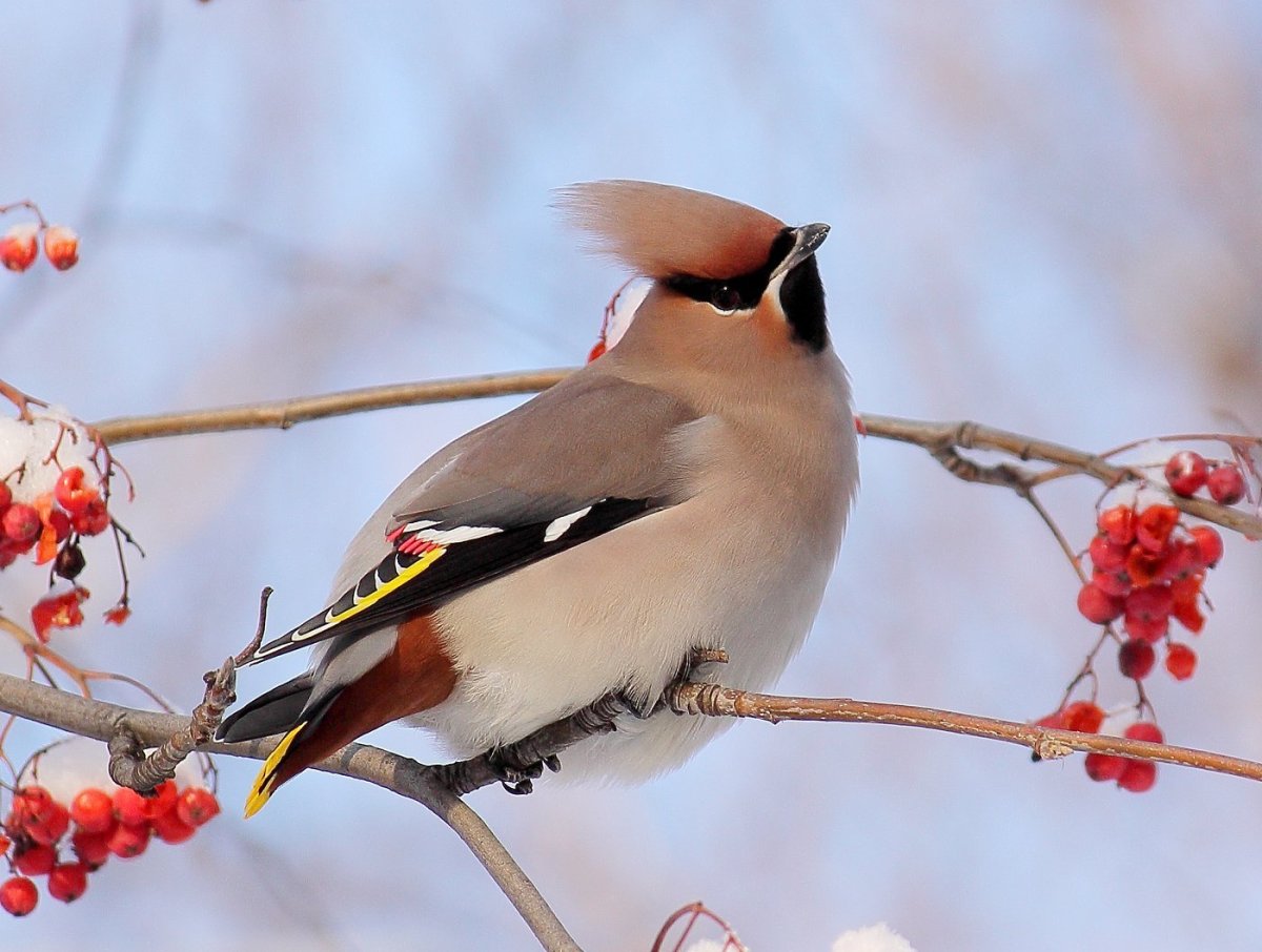 Хохлатая свиристель