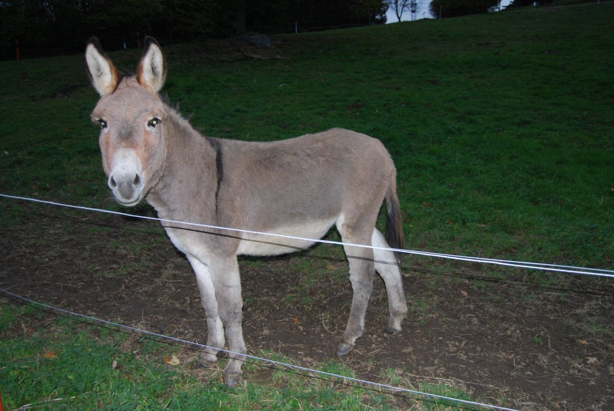 Ослики в Армении