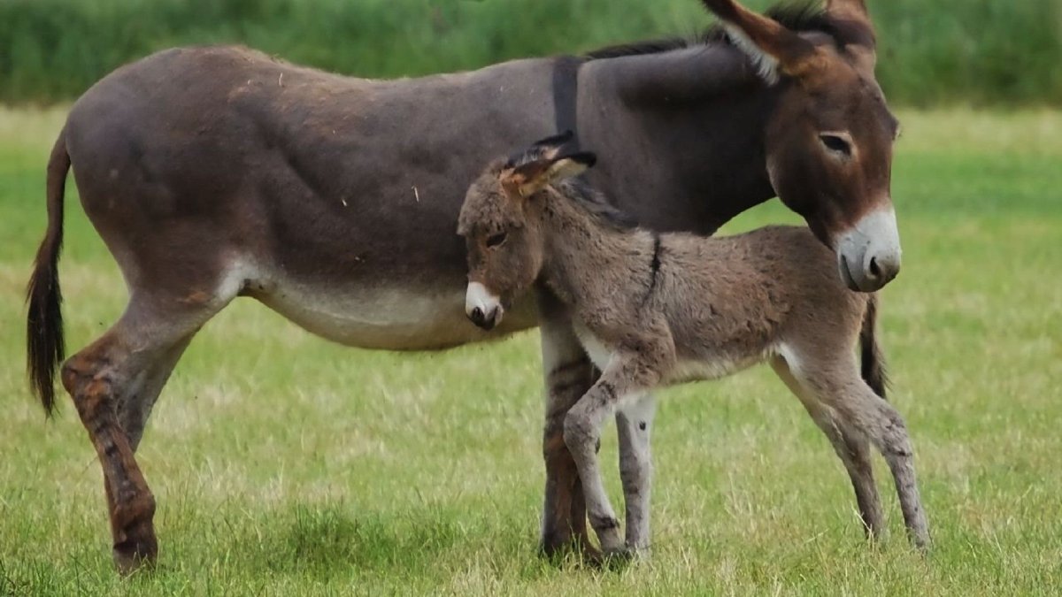 Осел Осленок