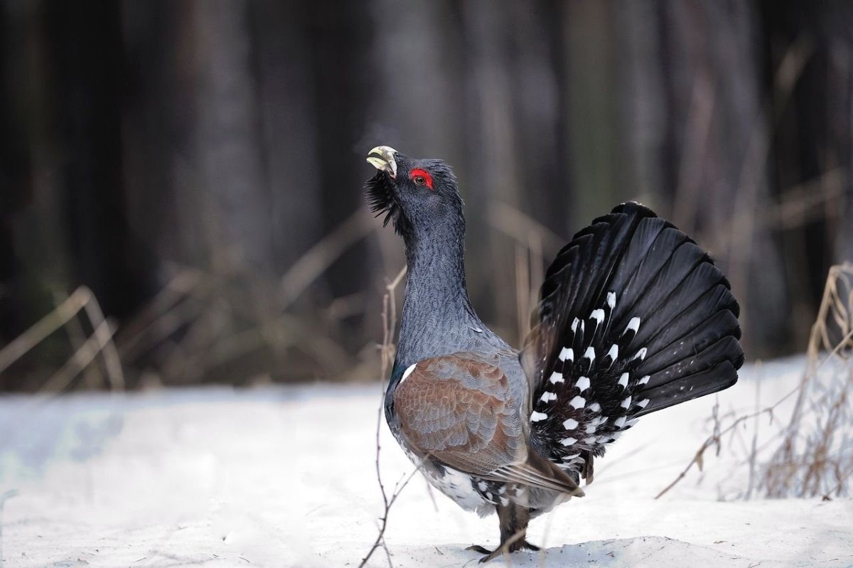 Глухарь тетерев рябчик