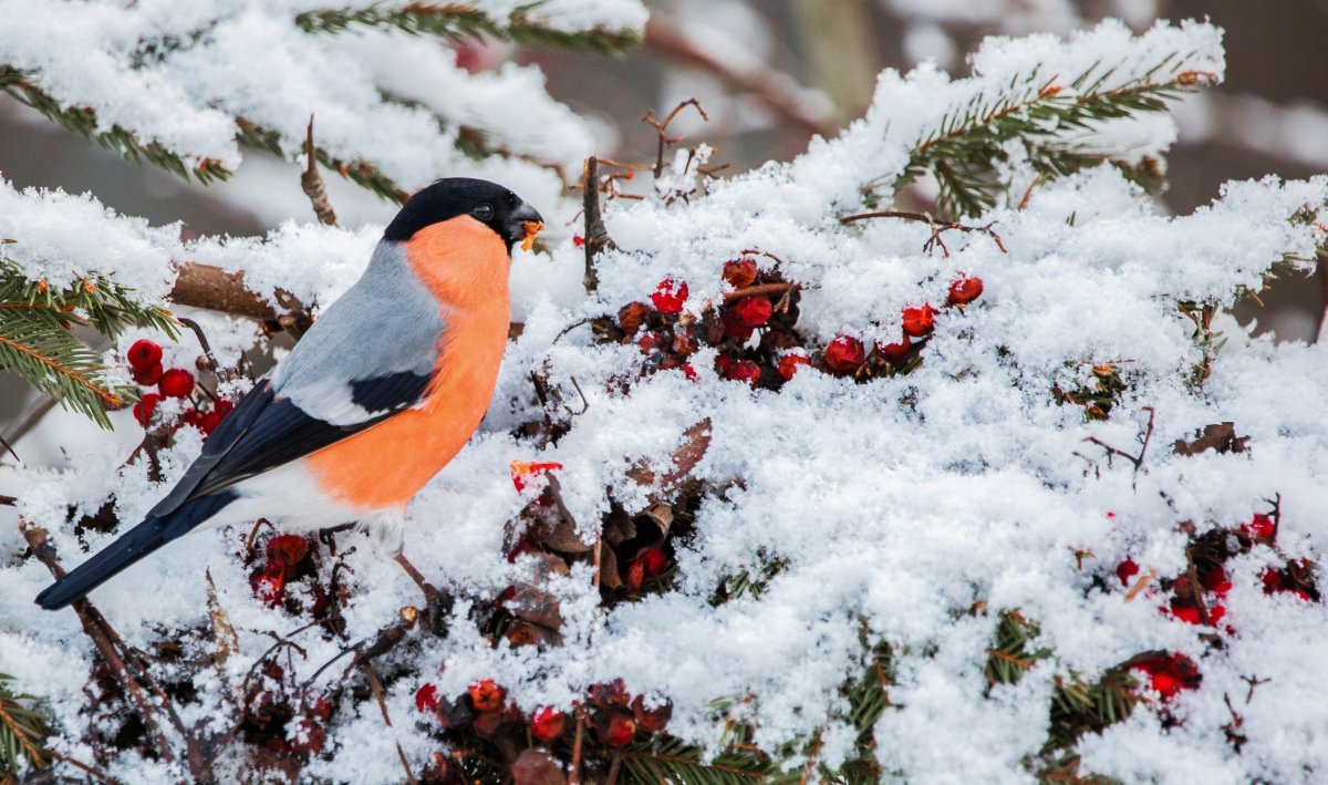 Зима Снегири