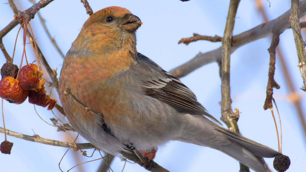 Щур птица в Новосибирске