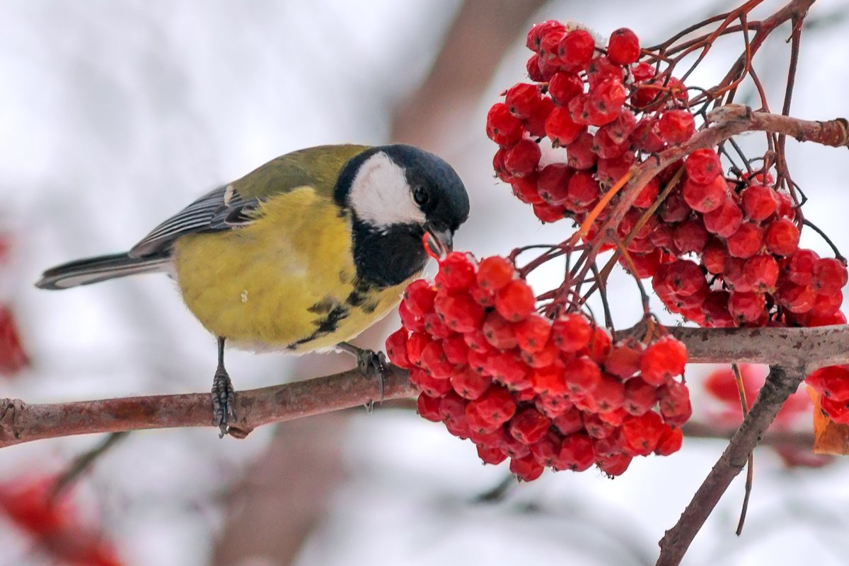 Зимние птицы