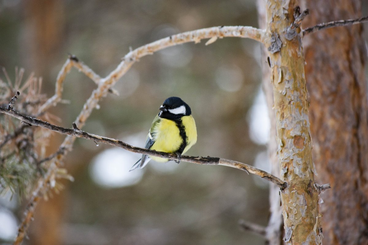 Птицы Якутии