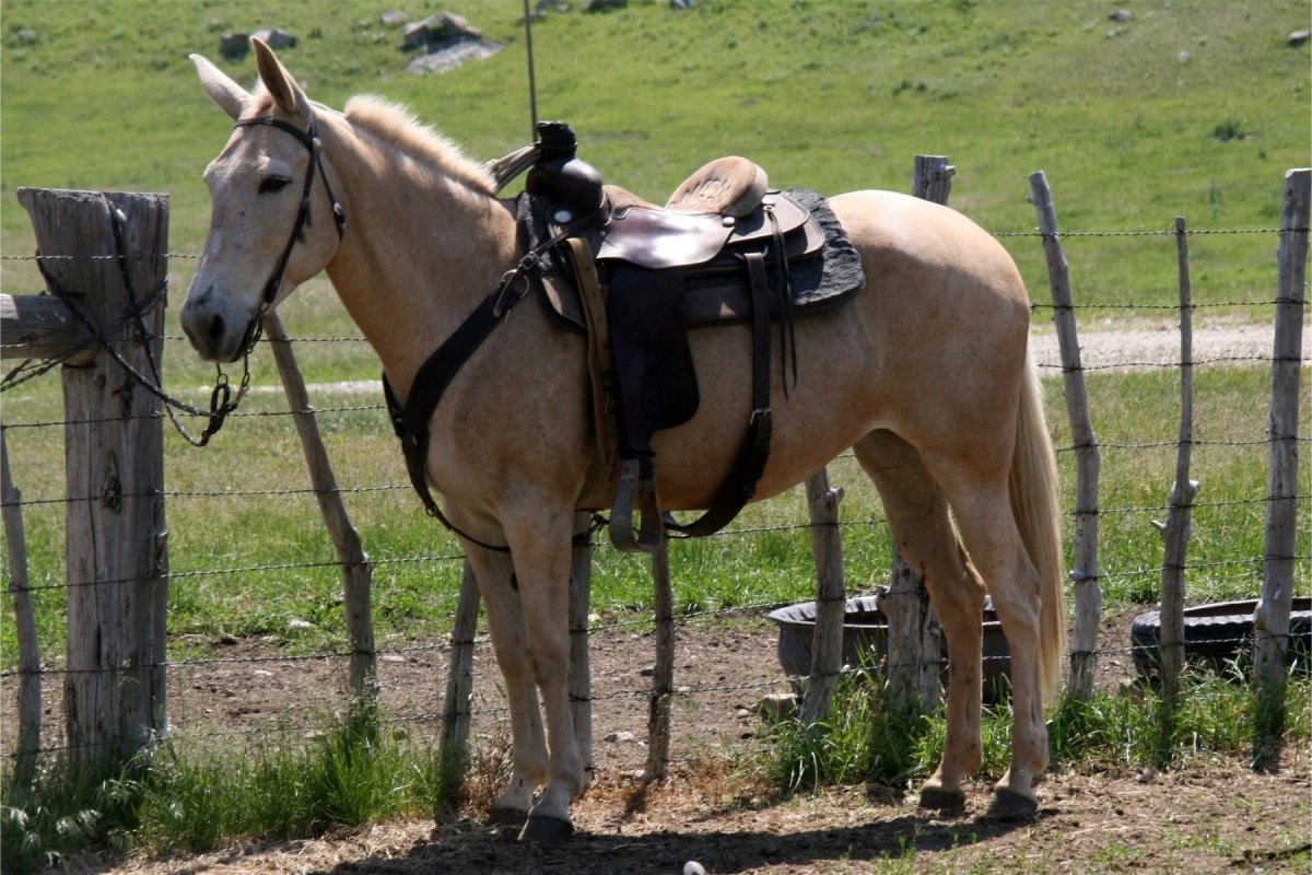 Мул и Лошак