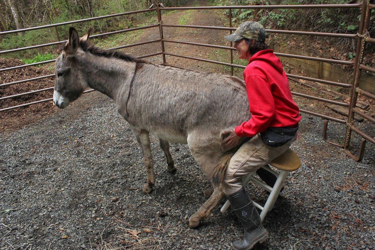 Мужчина на осле