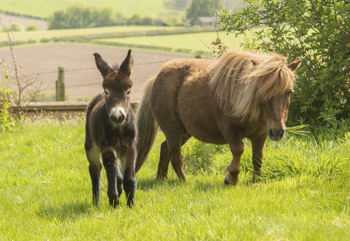 Шетландские пони и осел