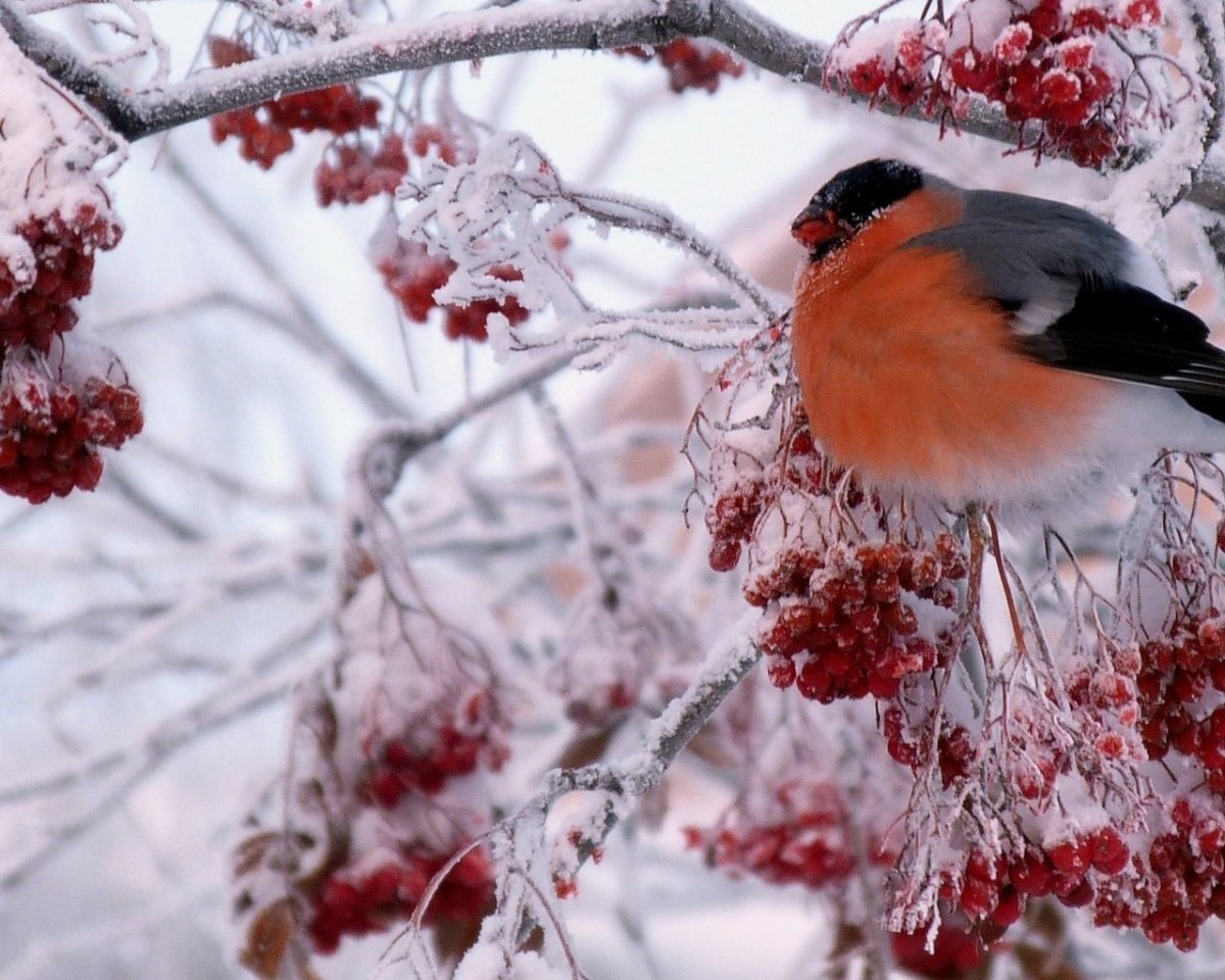 Зимняя рябина