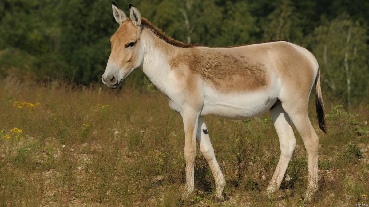 Монгольский Кулан