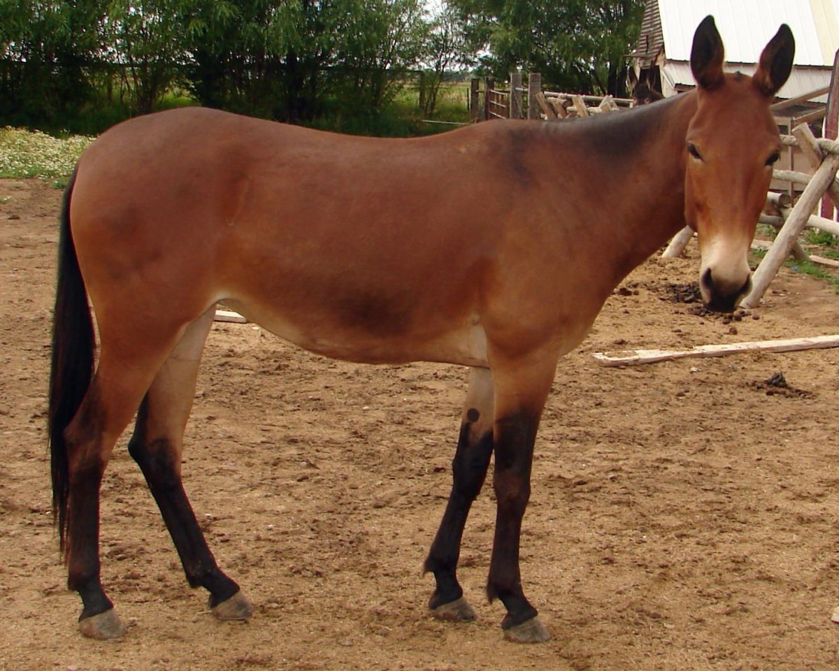 Мул ишак Лошак