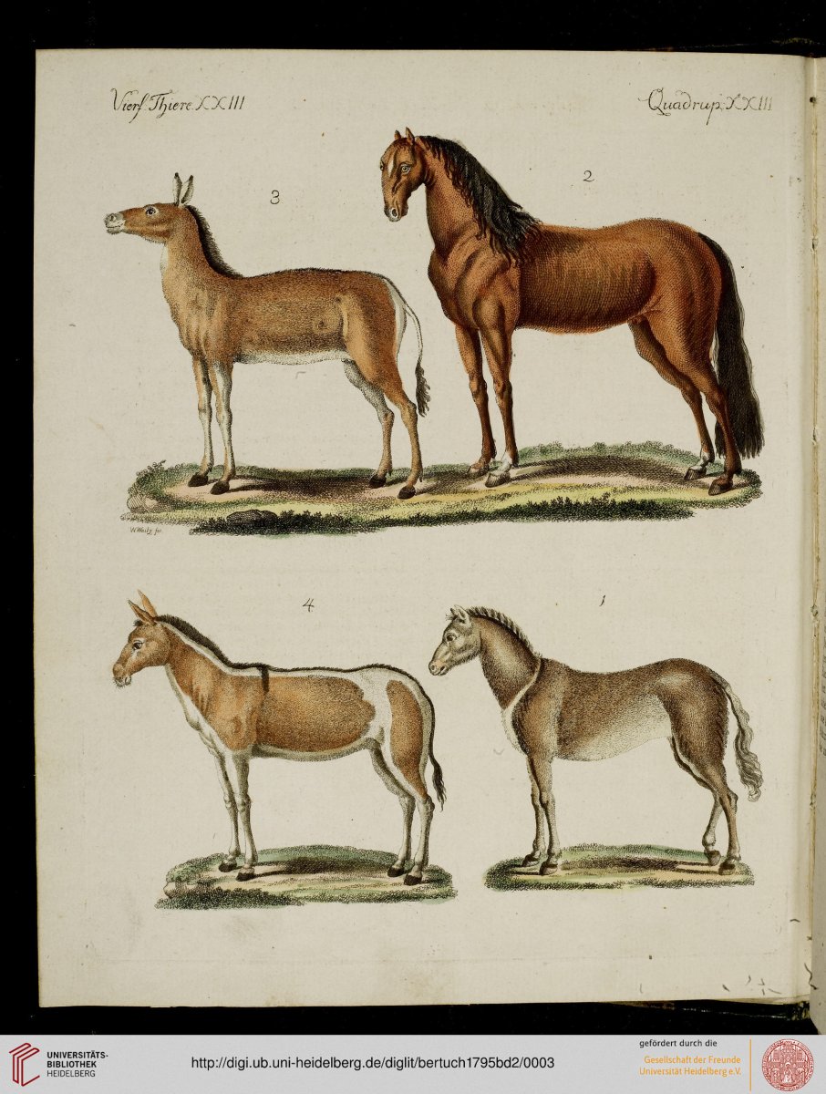 Гибрид коня и ослицы