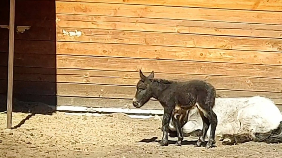 Пони и осел скрещивание