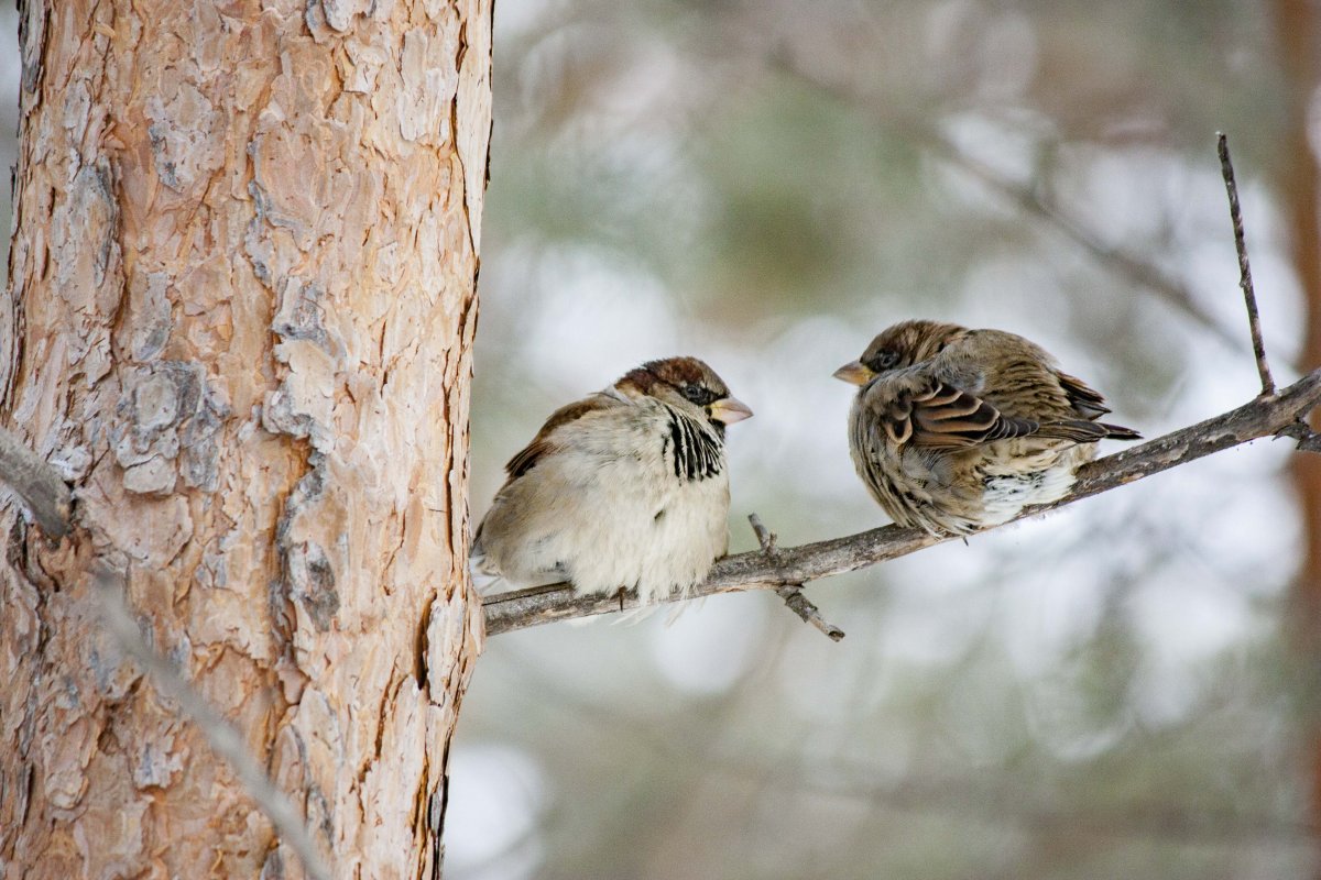 Дятел в Якутии