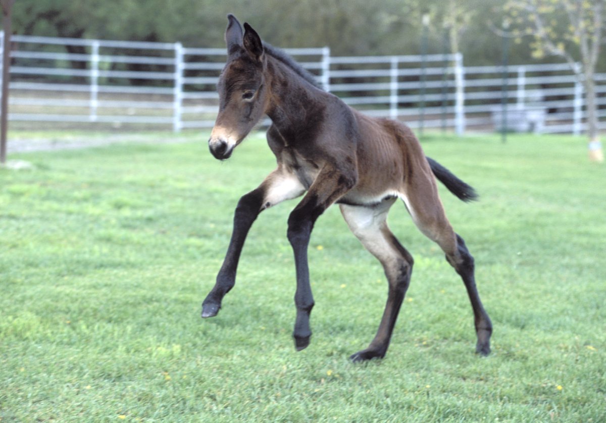 Гибрид лошади и осла