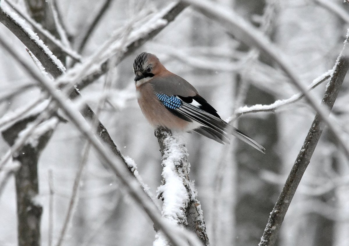 Сойка в Сибири