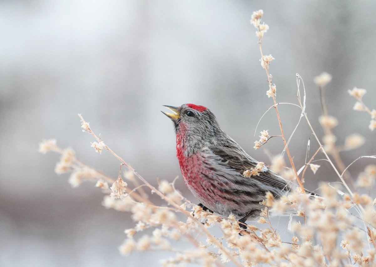 Чечётка птица Якутск