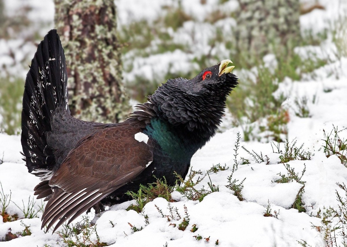 Тетерев-Косач зимой