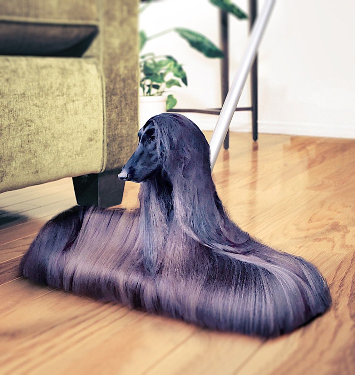 Афганская борзая гладкошерстная