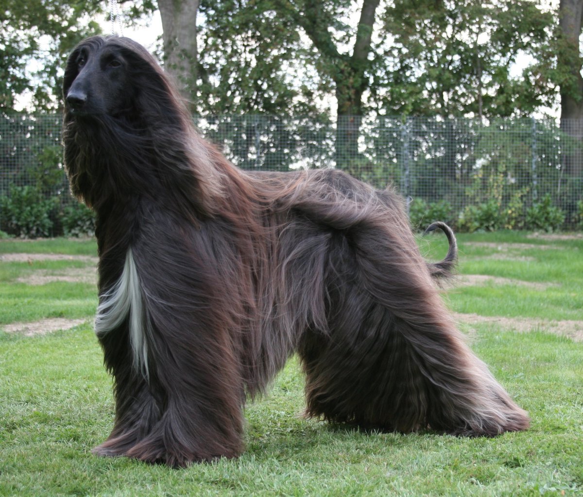 Порода Афганская борзая овчарка