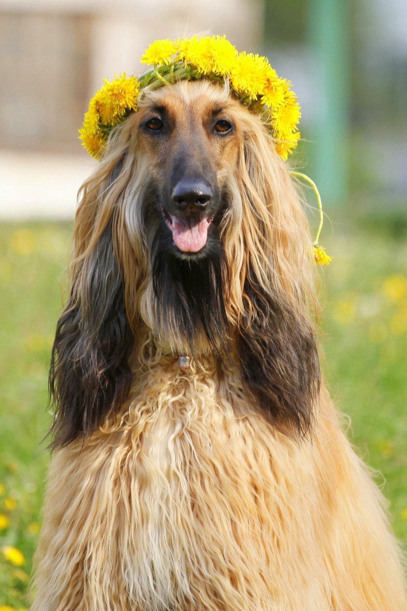 Собаки породы Афганская борзая
