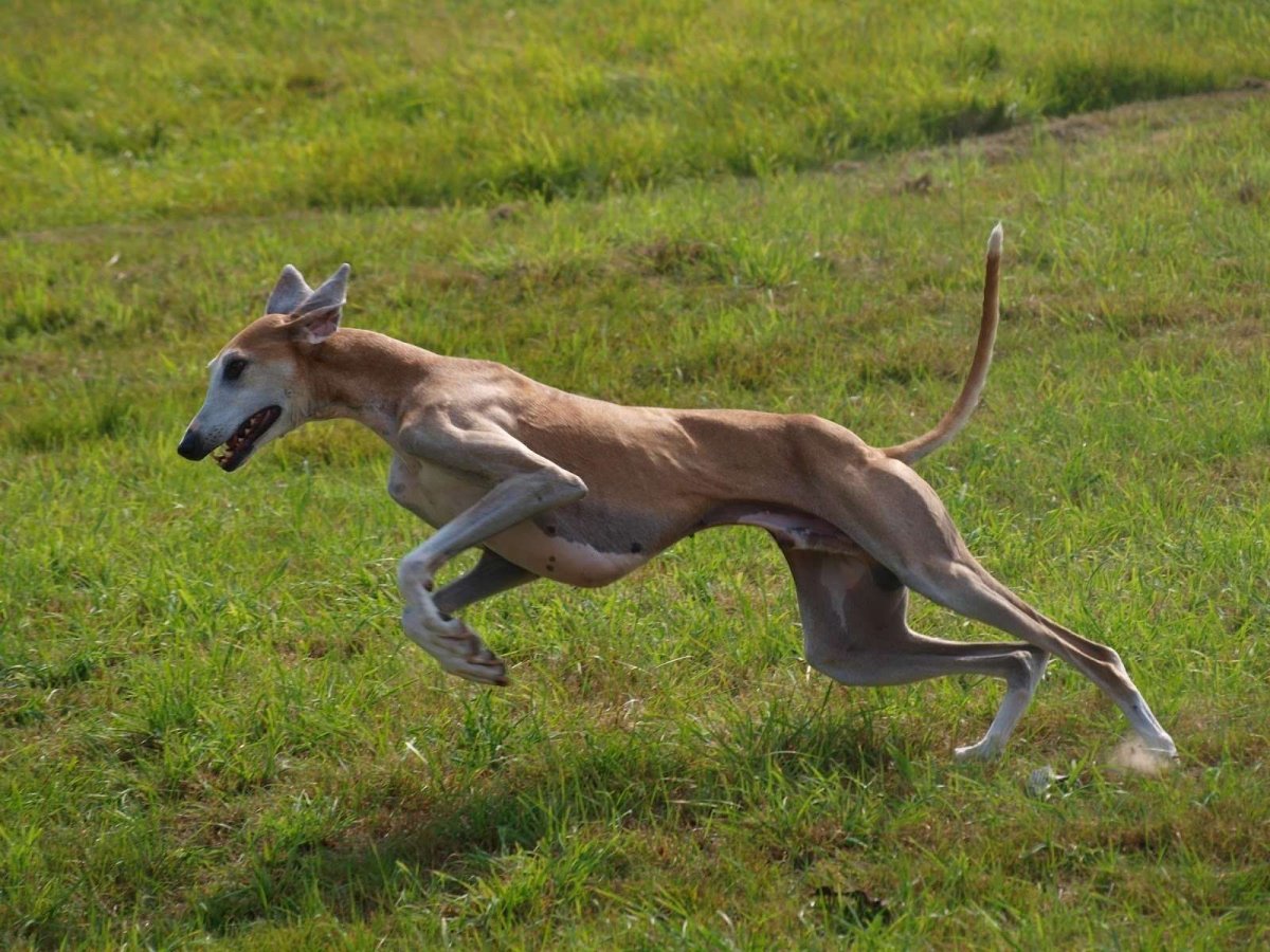 Хортая борзая