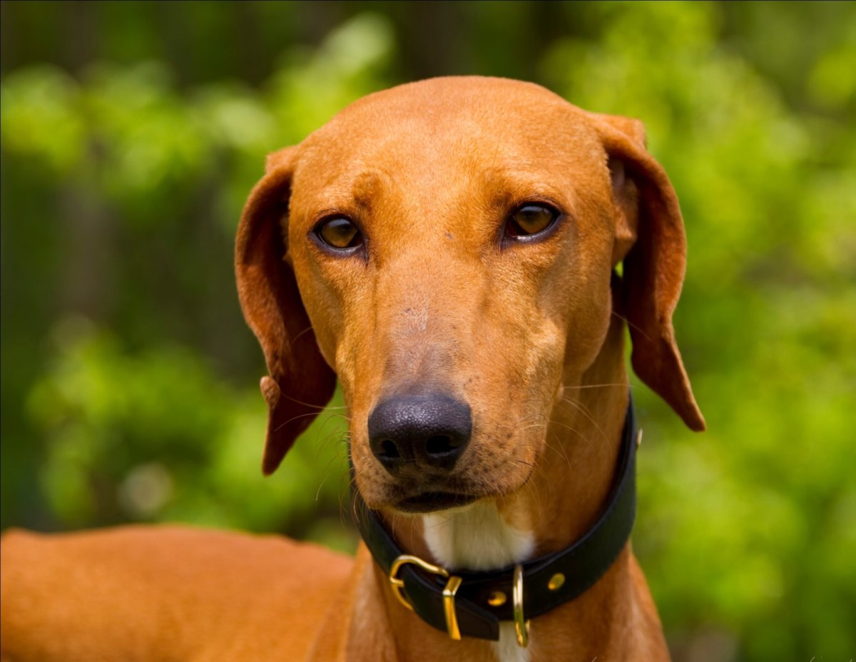 Азавак (Африканская гончая