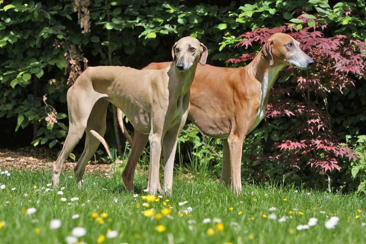 Азавак Левретка