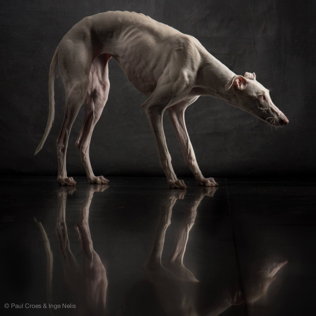 Гончая псовая борзая