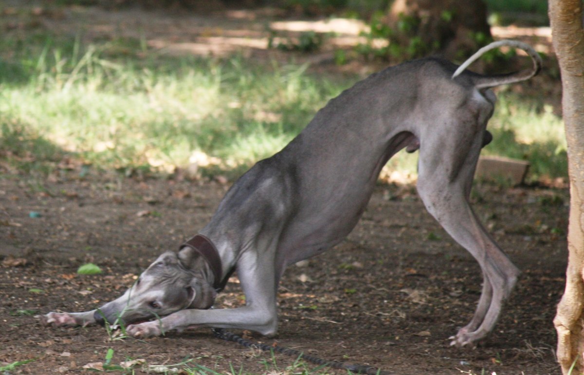 Mudhol Hound