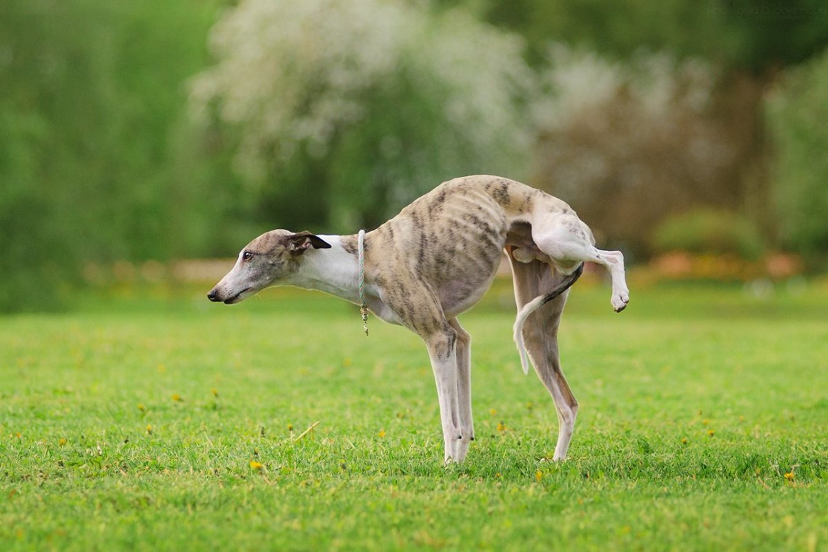 Очень худая собака