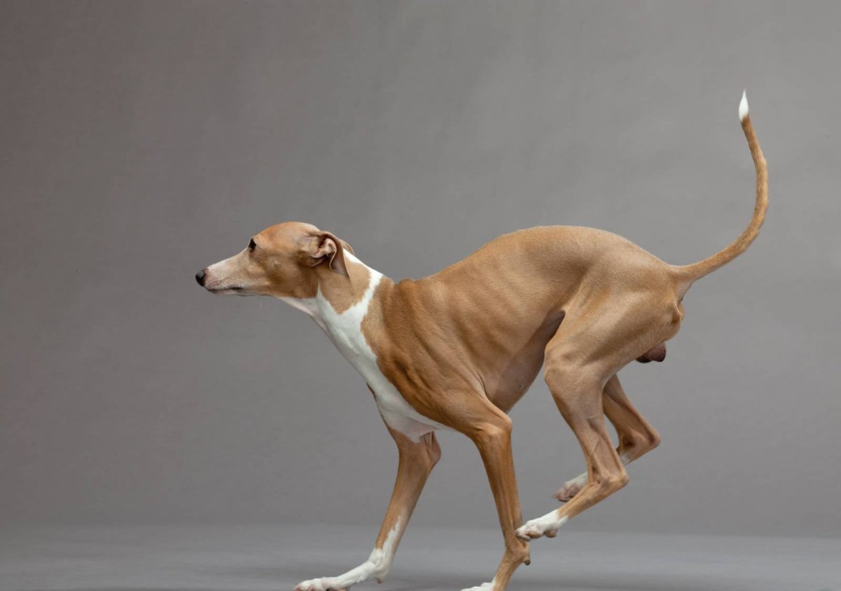 Гончая Уиппет. Левретка