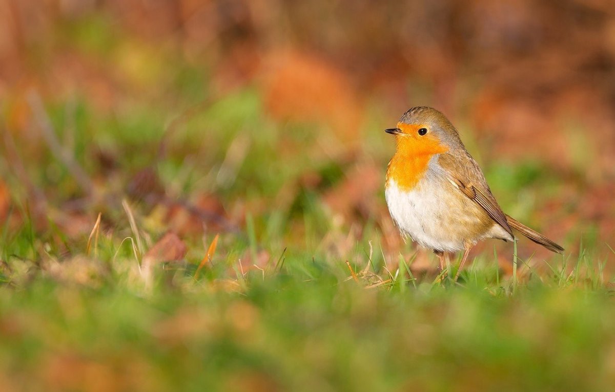 Зарянка растение