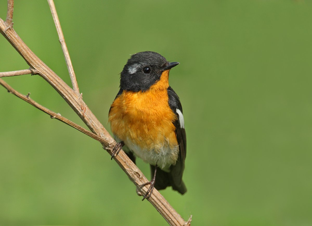 Синица горихвостка