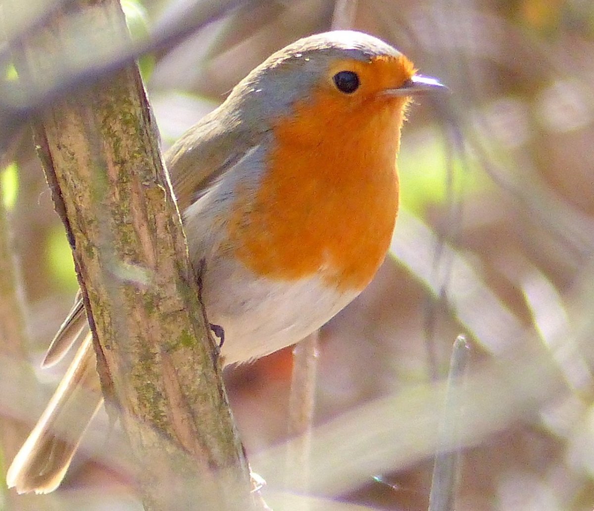 Зарянка горихвостка Приморье