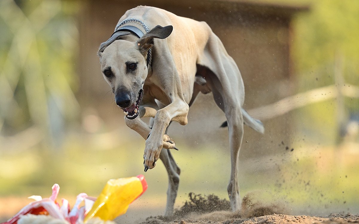 Гончая Левретка