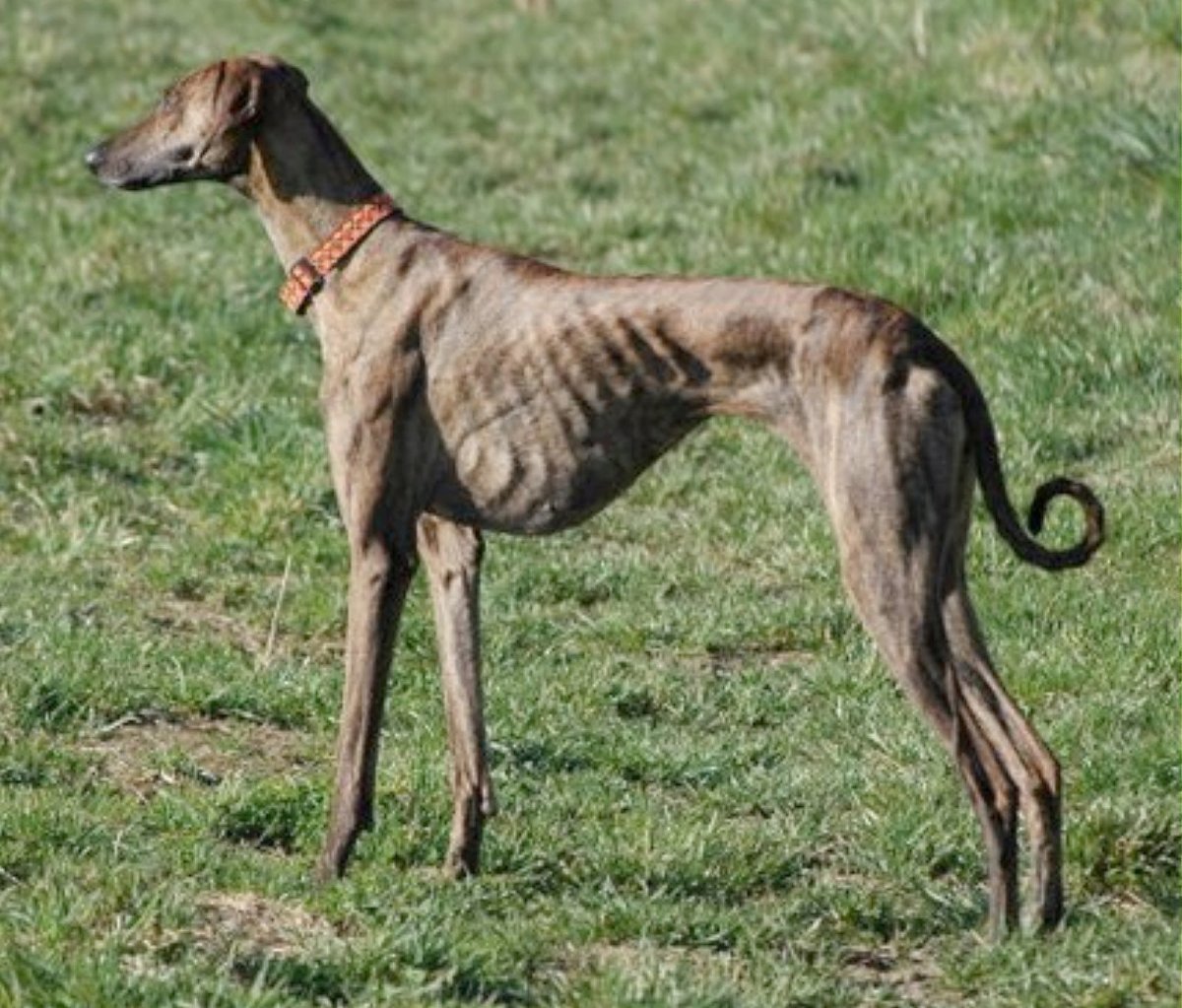 Гончая борзая короткошерстная