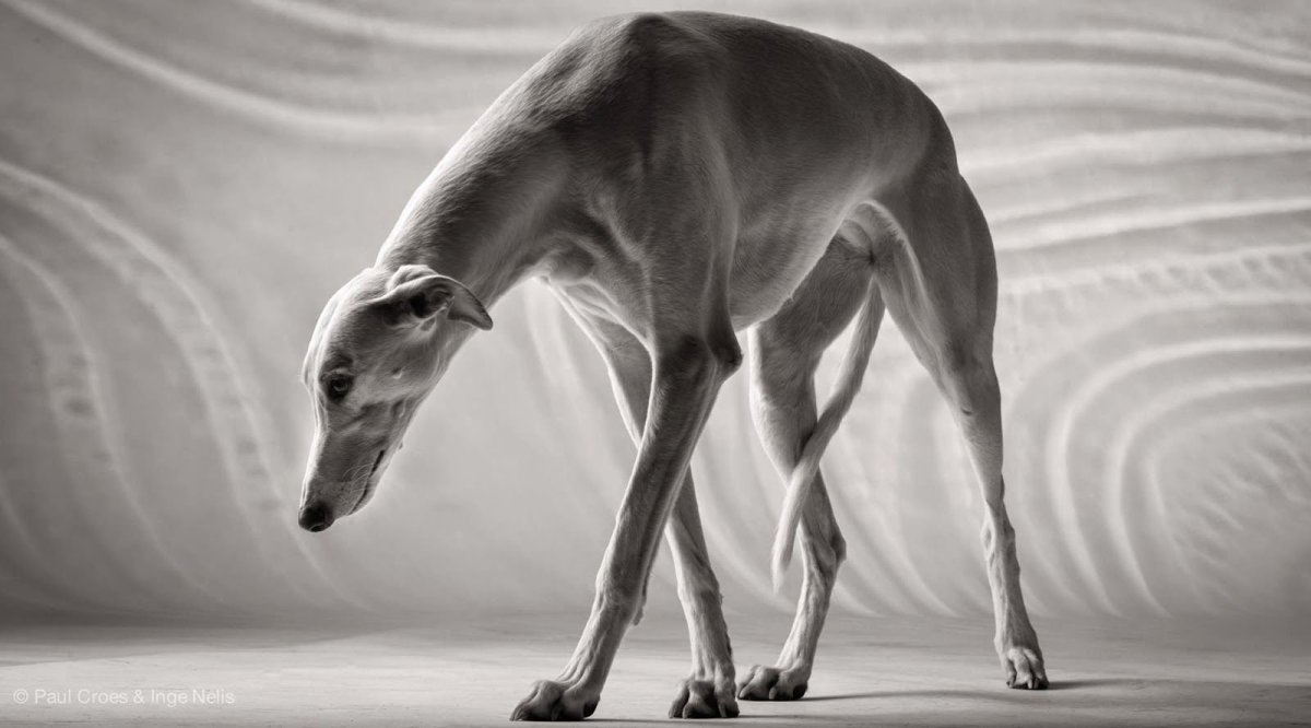 Левретка гончая борзая