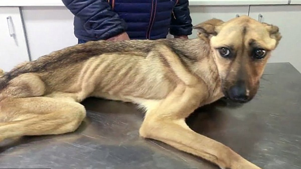 Худая собака