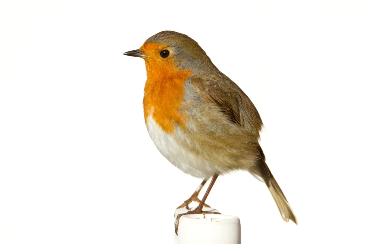 Зарянка на белом фоне